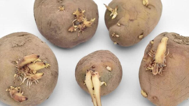 Old sprouted potatoes stored in bad condition on the white background. Close-up. Selective focus. Panning shot.