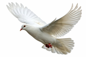 A graceful white dove is soaring through the air, showcasing its elegant wings and symbolizing peace and freedom.