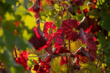 Weinstöcke im Herbst 4