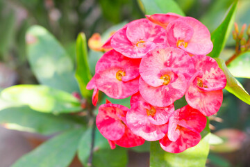euphorbia milii flowers, Crown of thorns flower, Poi sian flowers.