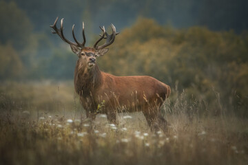 Close-up of an adult male red deer. The stag is looking straight into the camera in close-up. Autumn background.