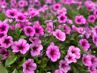 Pink blooms on the spring garden
