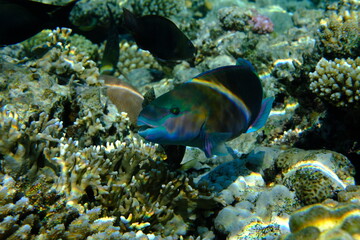 Daisy parrotfish or bullethead parrotfish (Chlorurus sordidus) undersea, Red Sea, Egypt, Sharm El Sheikh, Montazah Bay