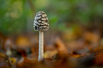 Champignon ( IA remplissage génératif + reduction du bruit )