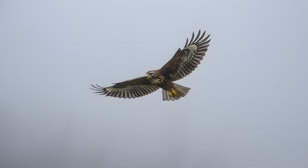 Fototapeta premium red tailed hawk buteo