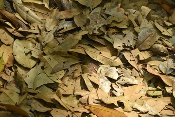 brown dry leaf falling on the ground in winter