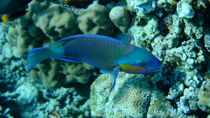Daisy parrotfish or bullethead parrotfish (Chlorurus sordidus) undersea, Red Sea, Egypt, Sharm El Sheikh, Montazah Bay