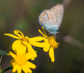 polyommatus icarus common blue butterfly on a senecio inaequidens or narrow-leaved ragwort