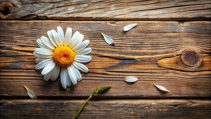 Obraz premium Daisy Divination - Love Prediction - Flat Lay Photo