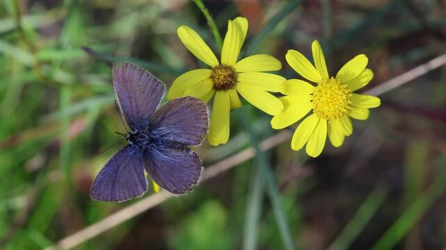 polyommatus icarus common blue butterfly on a senecio inaequidens or narrow-leaved ragwort