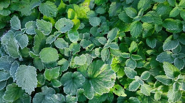Top view of white dead-nettle stems covered with hoarfrost