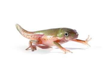Phyllomedusa hypochondrialis froglet closeup isolated on white background, Froglet Northern orange-legged leaf frog or tiger-legged monkey frog closeup 