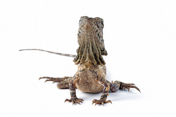 Chlamydosaurus kingii lizard on isolated background, Baby Chlamydosaurus kingii lizard closeup