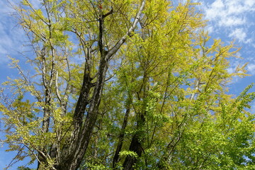 イチョウの秋支度