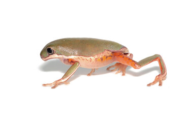 Phyllomedusa hypochondrialis froglet closeup isolated on white background, Froglet Northern orange-legged leaf frog or tiger-legged monkey frog closeup 
