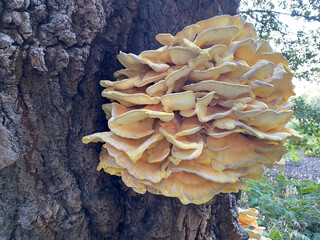 Bright wood fungus Laetiporus sulphureus (Laetiporus sulphureus) on the bark of an old oak tree in...