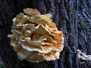 Bright wood fungus Laetiporus sulphureus (Laetiporus sulphureus) on the bark of an old oak tree in...