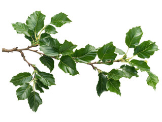 Isolated Branch with Green Leaves