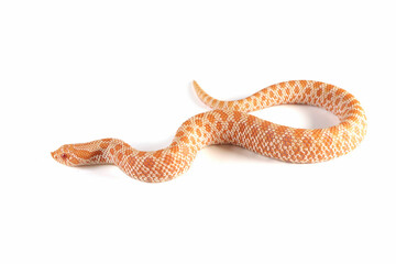 Albino Western hognose snakes isolated on white background, Albino Western hognose snakes 