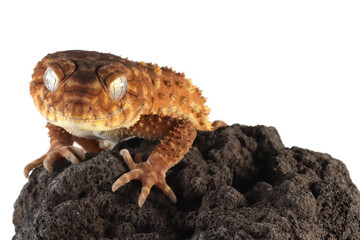 Centralian rough knob-tail gecko (Nephrurus amyae) isolated on white background, Nephrurus amyae or centralian rough knob-tailed gecko isolated on white background