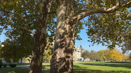 Old platanus trees in autumn city park in sunny day