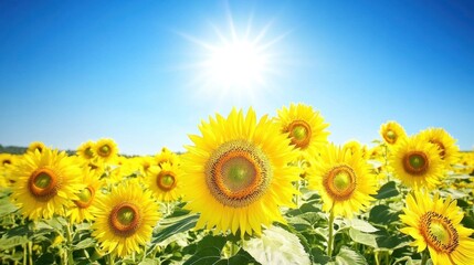 Fototapeta premium Sunny Sunflower Field: A Vibrant Summer Day