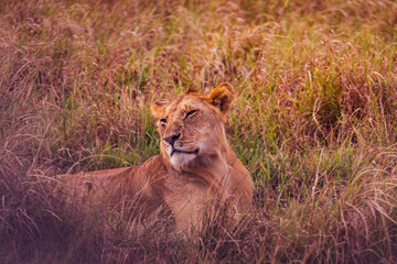 lion cub in the grass