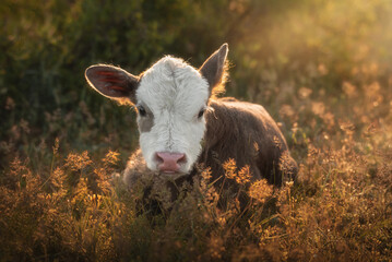 Newborn calf of a cow resting in dense grass. The kid lies and looks directly into the camera. The calf is brown with a white mask on the muzzle. Natural background. 