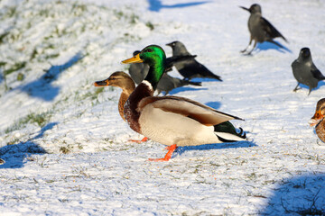 ducks looking for food in winter