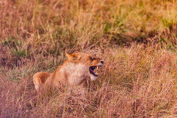 lion in the grass