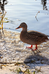 ducks looking for food in winter