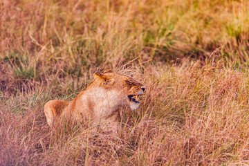 lioness in the grass