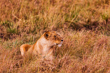 lion cub panthera leo