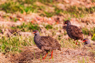 common pheasant in the grass