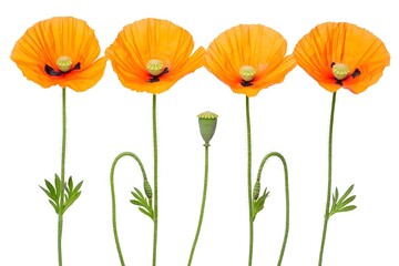 Fototapeta premium Four Orange Poppy Flowers Blooming Isolated on White Background