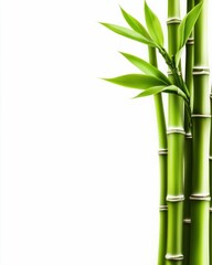 Fresh Green Bamboo Stalks and Leaves Isolated on White Background