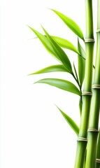 Fototapeta premium Fresh Green Bamboo Stalks and Leaves Isolated on White Background
