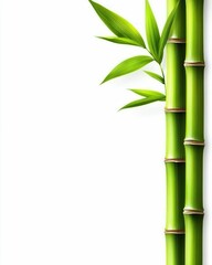 Fresh Green Bamboo Stalks and Leaves Isolated on White Background