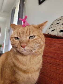 Chat rigolo