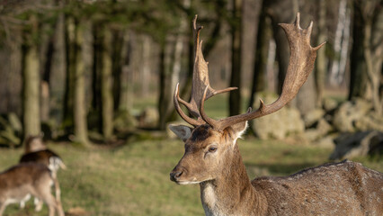 Nahaufnahme eines Damhirsch (Dama dama), der sein  Geweih zeigt, im Hintergrund  Wald
