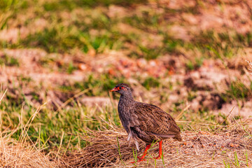 red winged blackbird in grass