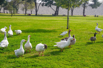 Flock of Geese and Ducks Grazing on Green Grass in a Park Setting