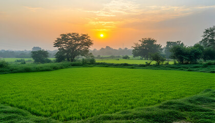 Fototapeta premium Serene sunrise over lush green rice paddy field, idyllic rural landscape.