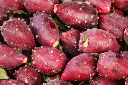 Prickly pear cactus with prickly pear fruit, or cactus pear, sabra, nopales. sabra nopal Arizona edible Prickly Pear cactus with red fruits known as tuna on its flat rounded cladodes with sharp spines
