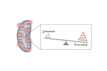 Oxidative stress. Free radicals cause oxidation of the cellular membrane proteins and lipids, and damage of the cellular components. Vector scientific illustration.