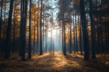 Obraz premium morning in the forest, Generative AI 