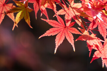 晴れた日の美しい紅葉の風景　滋賀県大津市皇子が丘公園