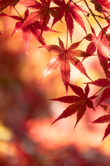 晴れた日の美しい紅葉の風景　滋賀県大津市皇子が丘公園