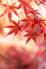 晴れた日の美しい紅葉の風景　滋賀県大津市皇子が丘公園