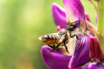 Bee feeding on a Lupin